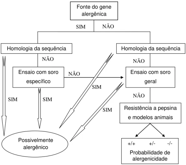 Figura 3 - Árvore decisória para avaliação da alergenicidade de produtos derivados  de  alimentos  Geneticamente  Modificados