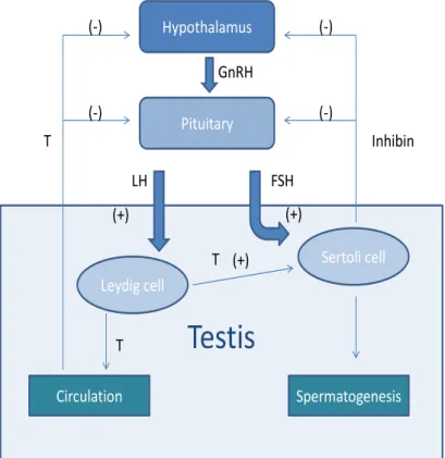 Figure  I.2  Schematic  representation  of  the  hormonal  regulation  of  spermatogenesis