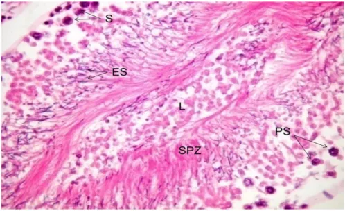 Figure  IV.1.  Representative  histological  section  showing  morphology  of  rat  seminiferous  tubules  after  72h of ex vivo culture (H&amp;E staining, 100× amplification)