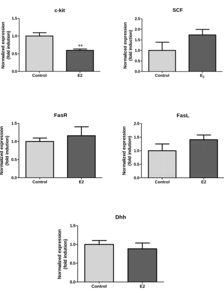 Figure IV.2.  Effect of 100 nM E 2  on c-kit, SCF, FasR, FasL and Dhh mRNA expression in rat seminiferous  tubules  cultured  ex  vivo  (24  h)  determined  by  qPCR  after  normalization  with  β-actin  and  GAPDH  housekeeping  genes