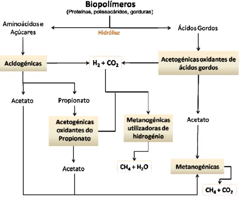 Fig. 1.5 – Principais processos metabólicos que ocorrem no interior de um reactor anaeróbio,  adaptado de Siegriest et al., 1993