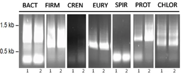 Fig. 3.1 – Amplificação por PCR dos segmentos dos genes que codificam para o rRNA 16S, usando como  molde  o  DNA  total  das  amostras  provenientes  dos  reactores  UASB,  usando  os  primers  específicos  para  cada  Filo:  EURY:  Euryarchaeota,  BACT: 