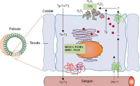 Figura 6 – Imagem representativa da síntese das hormonas T3 e T4 (adaptado de Adjadj et al., 2009)