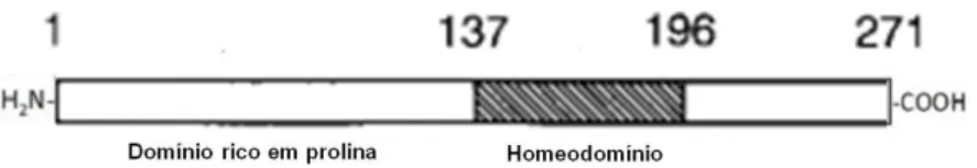 Figura  10  –  Diagrama  esquemático  dos  domínios  funcionais  da  proteína  HHEX  humana  (adaptado  de  Tanaka et al., 2009)