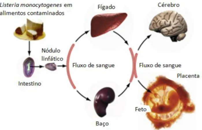 Figura 1. Passos sucessivos da disseminação de L. monocytogenes por três barreiras: barreira intestinal, barreira  hemato-encefálica e barreira materno-fetal, provocando listeriose humana (adaptado Cossart et al., 2008)