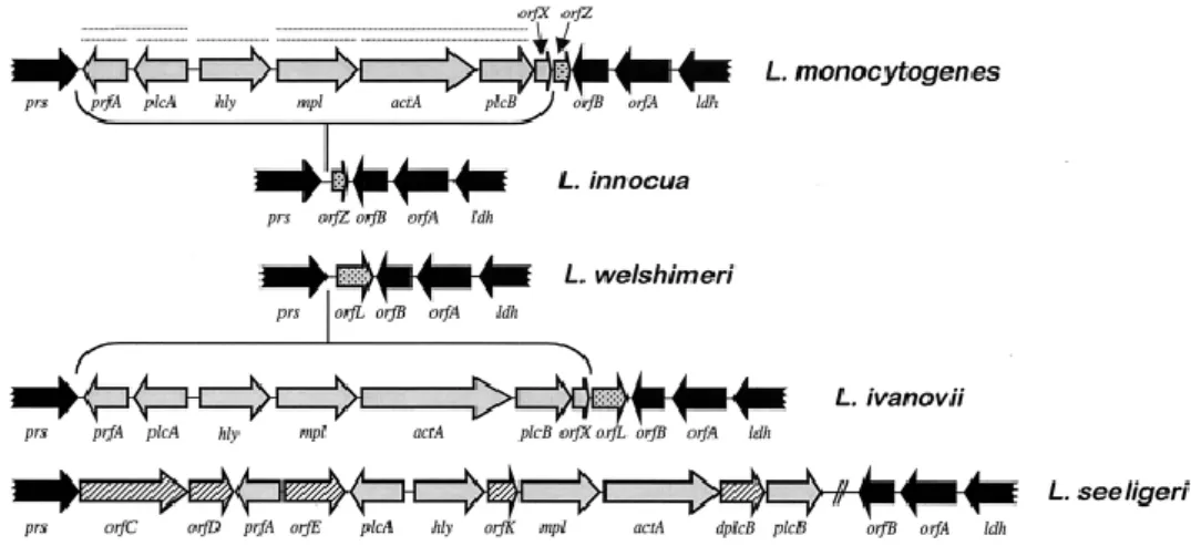 Figura  3.  Organização  física  do  cluster  central  de  virulência  e  a  estrutura  do  seu  locus  em  algumas  espécies de Listeria (retirado de Vázquez-Boland et al., 2001)