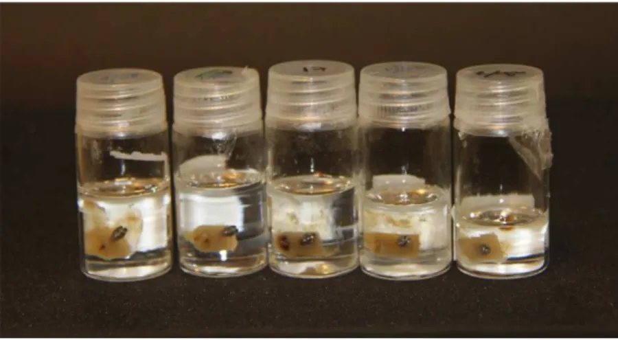 Figura 4.8 - Frascos de vidro com blocos de osso incluídos em resina metilmetacrilato 