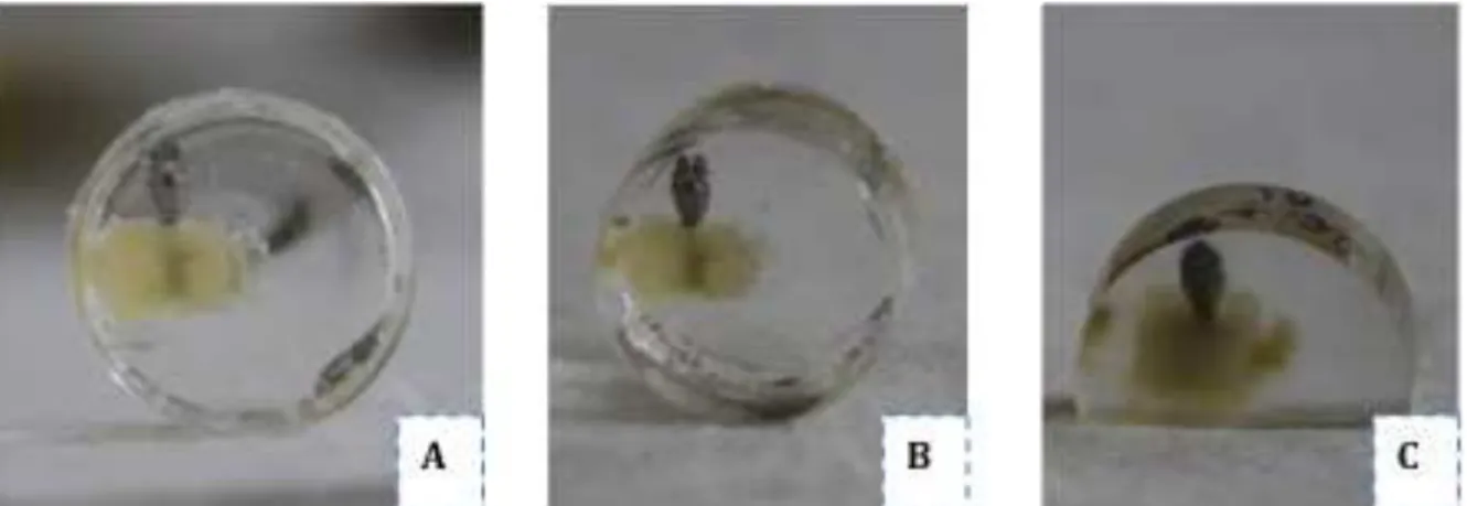 Figura  4.9  -  Blocos  de  osso  incluídos  em  resina  metilmetacrilato:  Em  A  e  B:  blocos  imediatamente  apos quebrados os frascos – observe o posicionamento do bloco deslocado para lateral,  de modo a manter porção de resina para prender na pinça 