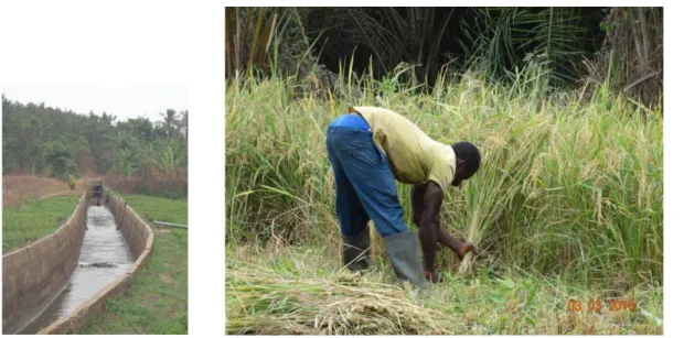 Fig. 4 e 5 : Canal e cultivador de arroz 