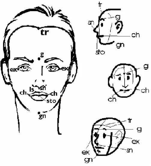 Figura 2 – Pontos antropométricos faciais (tr = trichion, g = glabela, ex = canto externo do olho,   sn = subnasal, ls = labial superior, sto = estômio, ch = cheilion e gn = gnatio) 