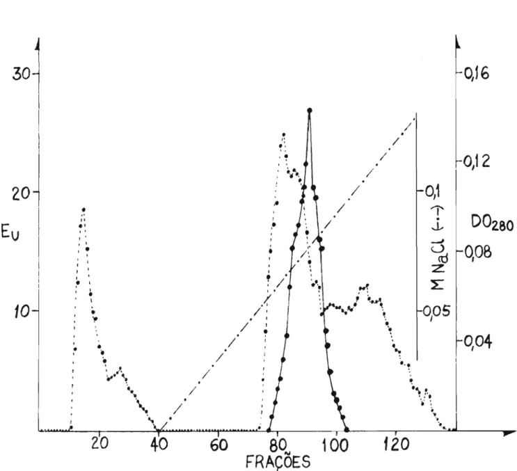 FIGURA 3 - Cromatografia em coluna de DEAE-celulose equilibrada com tampão fosfato 5 mM pH 7,5