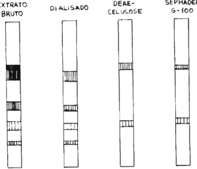 FIGURA 5 - Eletroforese em gel de poliacrilamida Extrato bruto - proteína 32 ｾｧ