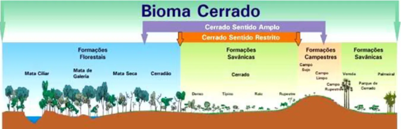 Figura 2.7 - Estrutura das formações vegetais do Cerrado. Fonte: Ribeiro e Walter (2008)