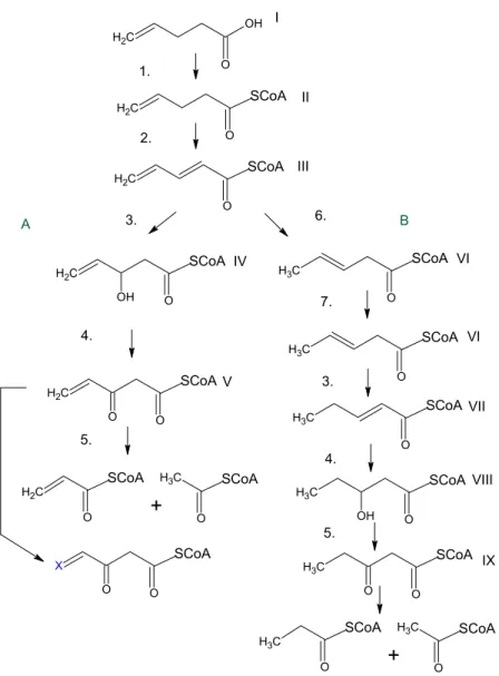 Figura 8 – Via degradativa do ácido 4-pentenóico em mitocôndria. (A) Via de menor  rendimento, levando a acrilil-CoA e acetil-CoA