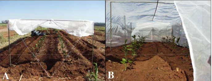 Figura 2.2 – Montagem da estrutura telada após o plantio das mudas de laranja Valência (A) e visualização do interior  da estrutura depois de terminada a colocação do telado em uma das parcelas do experimento (B)