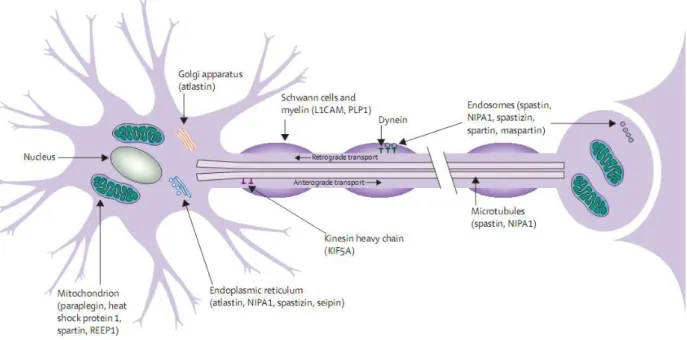 Figura 6. Representação esquemática do neurônio indicando possíveis sítios patogênicos de proteínas mutadas associadas  às PEH  [11] 