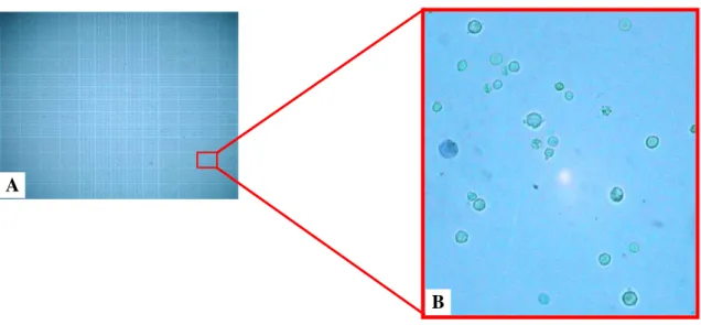 Figura 1.   A imagem ilustra a contagem das células após o isolamento por gradiente  de concentração