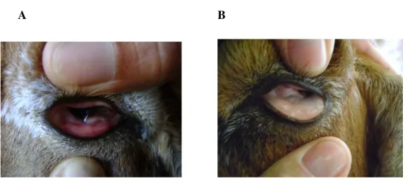 Figura 6 – Mucosa ocular de um animal que não necessita de vermifugação (A) e a mucosa de  um animal que necessita ser vermifugado (B) 