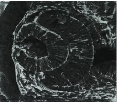 Fig. 1 : Embriogénese da retina; Adaptado de [1]