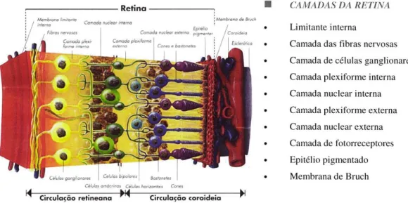 Fig. 3 : Diferenciação das diferentes camadas da retina, Adaptado de [48]