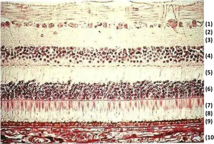 Fig. 4: Imagem histológica das camadas da retina Adaptado de [1] 