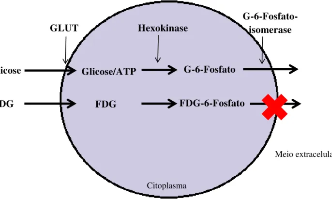 Figura 5 – Demonstração do papel dos GLUTs e HKs no metabolismo da glicose/ 18 F-FDG: Os  GLUTs  realizam  o  transporte  da  glicose/FDG  para  o  meio  intracelular,  onde  as  hexokinases  catalisam  a  fosforilação  da  glicose/FDG,  dando  origem  à  