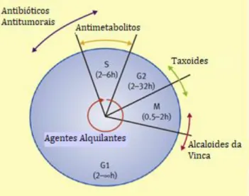 Figura I-2. Especificidade de atuação no ciclo celular das diferentes classes de agentes quimioterápicos  (adaptado de   23 )