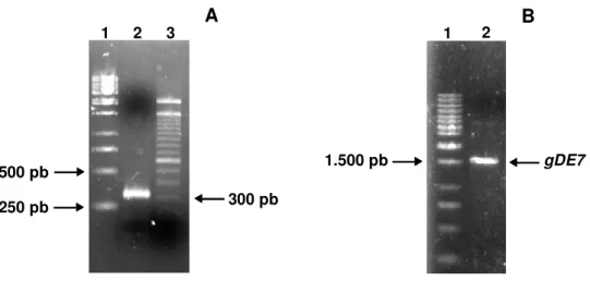 Figura  2  -  Amplificação  dos  genes  E7  e  gDE7,  a  partir  do  vetor  pGDE7.  (A)  Amplificação do gene E7