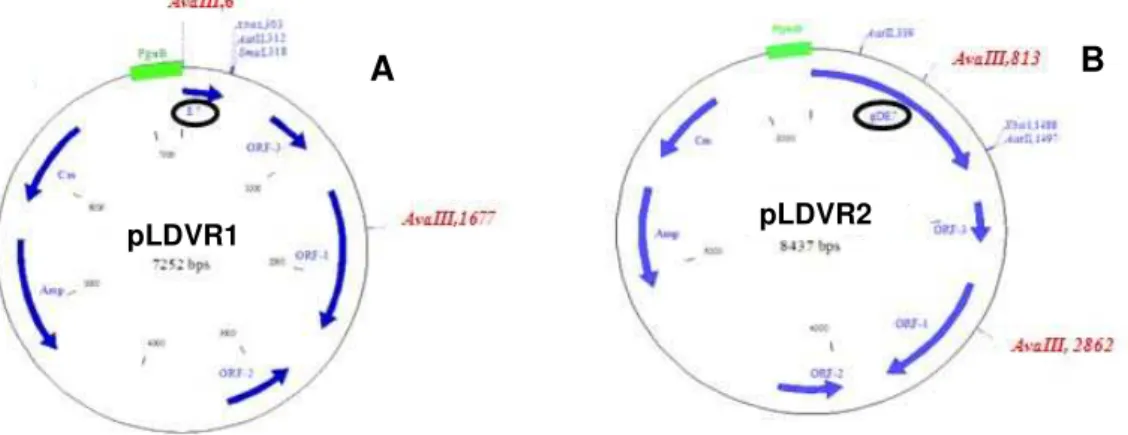 Figura 4 -  Representação esquemática dos vetores construídos para expressão  dos  genes  E7  ou  gDE7  em  B.subtilis