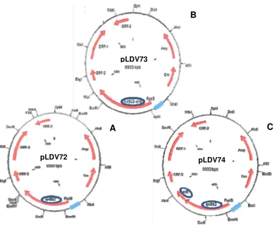 Figura 10  - Representaçã de  GroEL2  e expressar a p proteína  GroE expressar Gro um círculo os  As  linhagens  L expressão das proteína de  western  blot  utilizan Ensaios  utilizando  o  an detectar  proteínas  com  LDV72, LDV74 e LDV2.