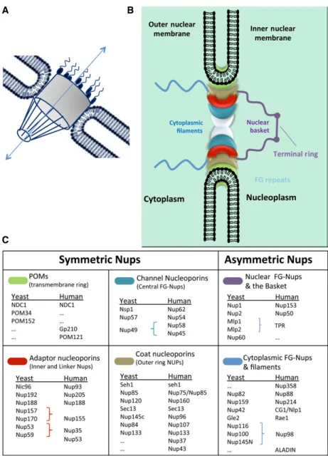 Fig. 1. Overall structure and molecular composition of the nuclear pore complexes (NPCs)