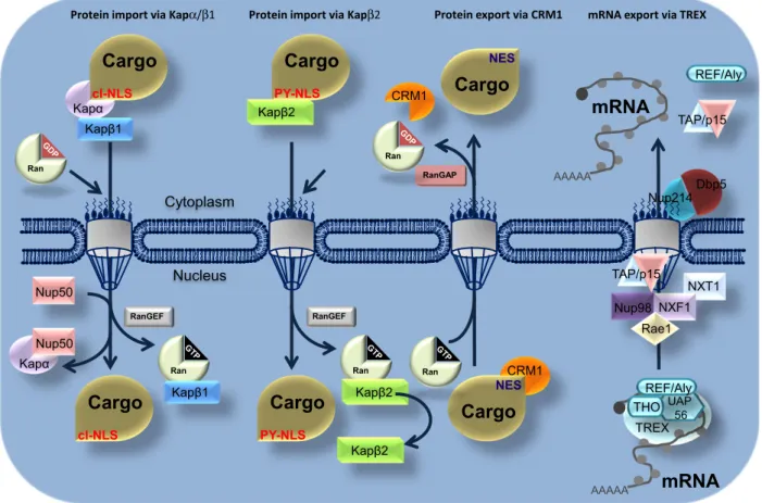 Fig. 2. Schematic overview of Ran-dependent nucleo-cytoplasmic transport. Nuclear export