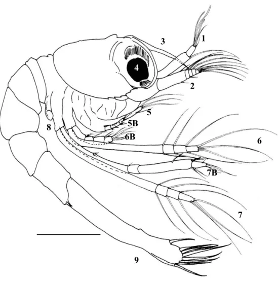 Figure 1. Lateral view of newly hatched larvae of Lysmata amboinensis: (1) Antennule with aesthetascs present  apically in the outer flagellum; (2) Antenna; (3) Slender and pointed rostrum; (4) Compound sessile eyes fused  with carapace; (5A) Exopod of fir