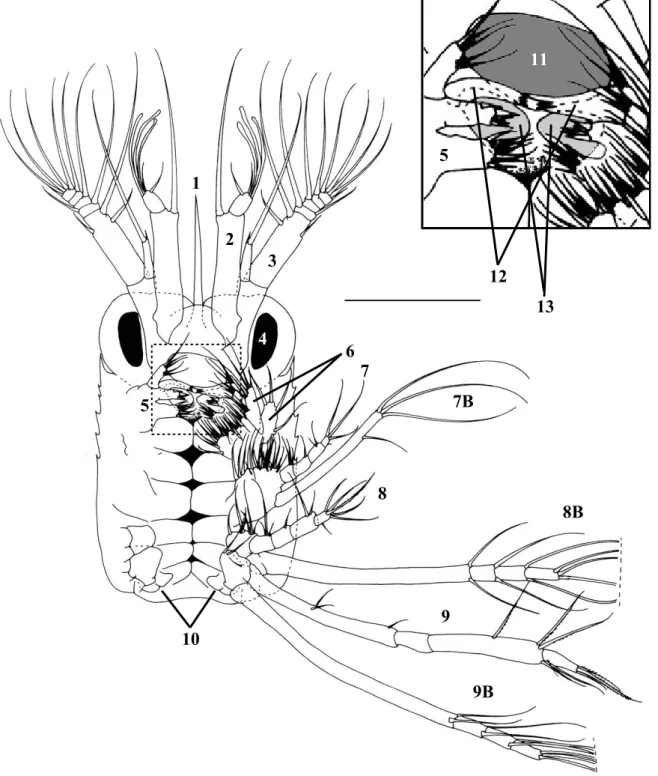 Figure 2. A - Ventral view of carapace region of newly hatched larvae of Lysmata amboinensis (thoracic  appendages have been partially omitted on the left side); B - Magnification of the oral chamber: (1) Rostrum; (2)  Antennule with aesthetascs present ap