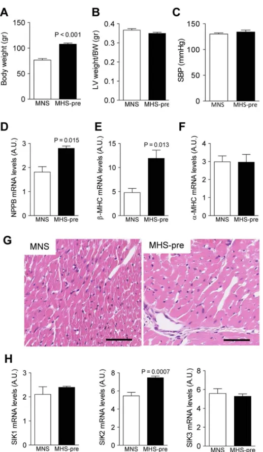 Figure 1. Expression of cellular markers of CH in normotensive- and pre-hypertensive Milan rats