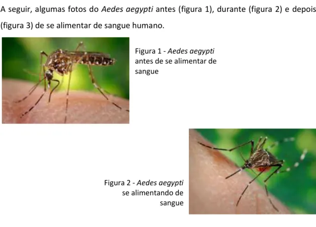 Figura 1 - Aedes aegypti  antes de se alimentar de  sangue 