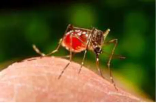 Figura 3 - Aedes aegypti  depois de se alimentar de  sangue, com abdômen  vermelho 