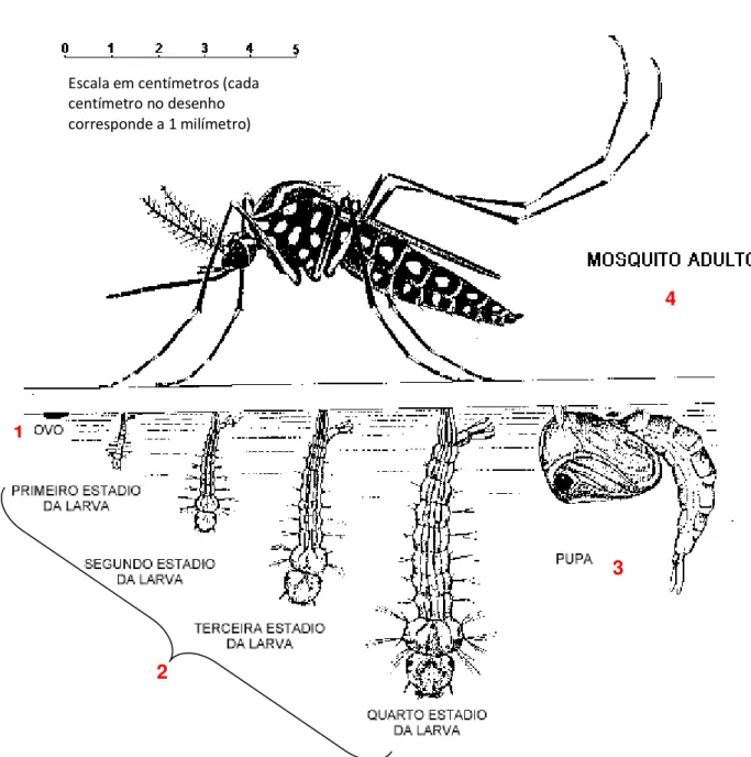 Figura 4 – Ciclo de vida do Aedes aegypti  Adaptado de http://portal.saude.gov.br 