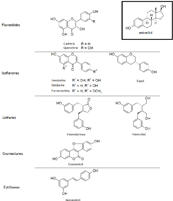 Figura 2- Comparação das estruturas moleculares dos fitoestrogénios e do estradiol. Adaptado de (Zhao 