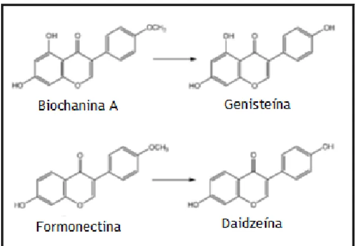 Figura 4- Conversão da biochanina A em genisteína e da formonectina em daidzeína. 