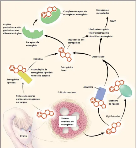 Figura  7-  Síntese  ovariana,  transporte  e  metabolismo  dos  estrogénios.  Adaptado  de  (Gruber  et  al.,  2002).