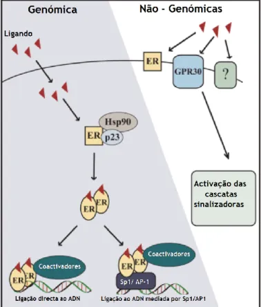 Figura 8- Mecanismos de acção do estrogénio. Adaptado de (Shanle &amp; Xu, 2011). 