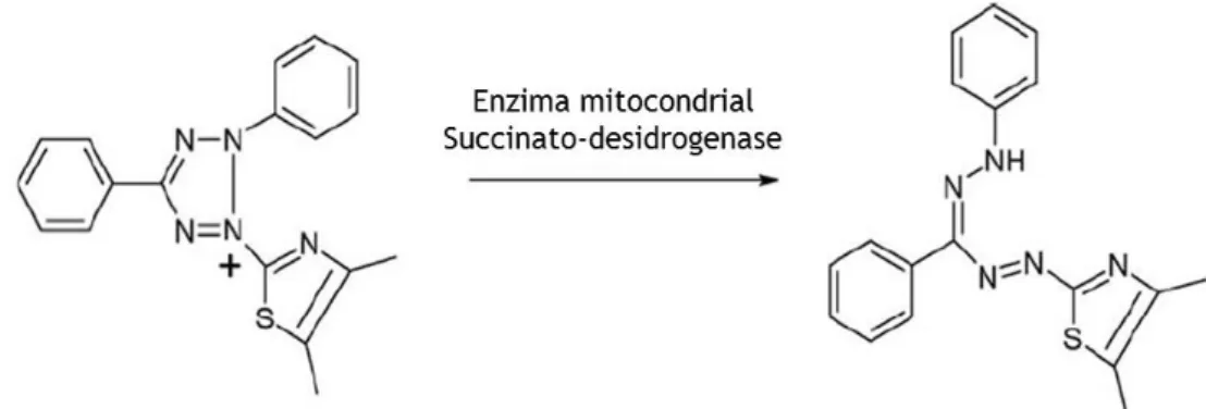 Figura  10-  Conversão  do  sal  tetrazolium  MTT  em  formazano  (produto  corado)  pela  acção  da  enzima  mitocondrial succinato-desidrogenase