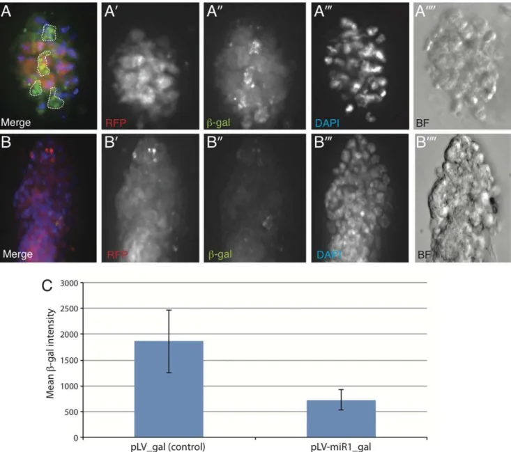 Figure 5. Lentiviral expression of miR-1 inhibits expression of the Wnt reporter, axin2/Conductin -LacZ in primary mouse mammary epithelial organoid cultures