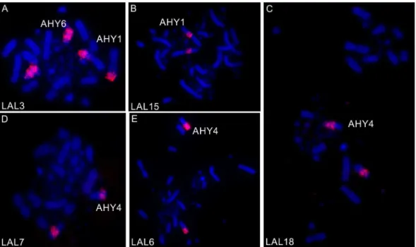 Fig 2. FISH using L. albicollis probes corresponding to GGA1 in metaphases of A. hyacinthinus