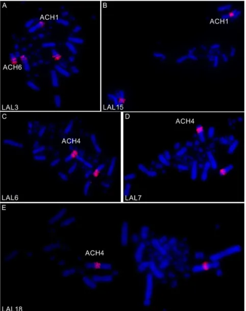 Fig 3. FISH using L. albicollis probes corresponding to GGA1 in metaphases of A. chloropterus.