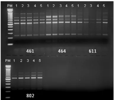 Figura  3:  Eletroforese  em  gel  de  agarose  a  2%  mostrando  o  perfil  de  bandas  obtidas após a reação de  PCR–RAPD, com amostras de DNA das cinco colônias  de  cada  isolado  de  Candida  spp