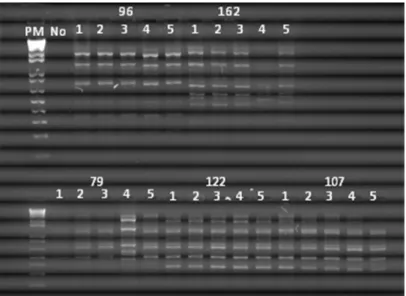 Figura 4: Eletroforese em gel de agarose a 2% mostrando o perfil de bandas obtidas  após  a  reação  de  PCR–RAPD,  com  amostras  de  DNA  das  cinco  colônias  de  cada  isolado de Cryptococcus spp