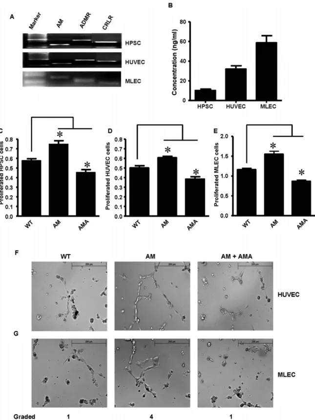 Figure 1. Autocrine effects of AM on HPSC and endothelial cells. (A) RT-PCR showing the expression of AM, ADMR, and CRLR on HPSC, HUVEC and MLECs