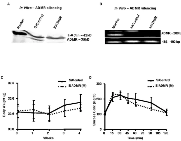 Figure 5. Effect of ADMR silencing in tumor microenvironment cells in vivo . (A) MPanc96 cells were transfected with siControl or siADMR and after 72 hours western blotting was conducted